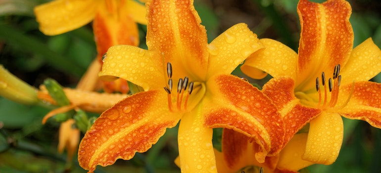 Orange day-lilies after the rain