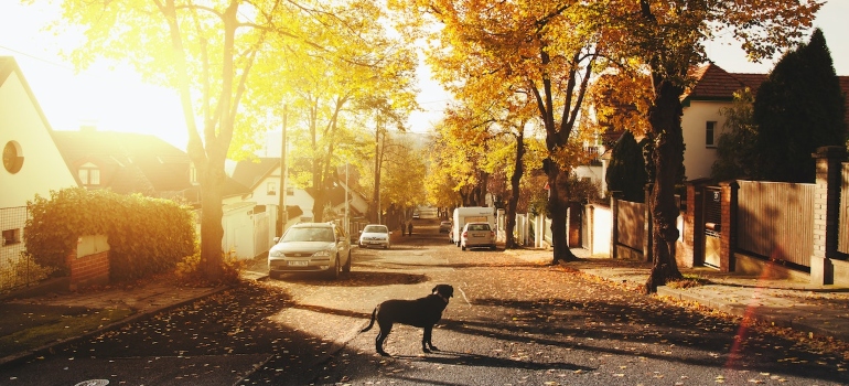 A dog on the street in a neighborhood