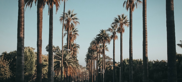 Palm trees in one of the best places to live in Los Angeles for every budget