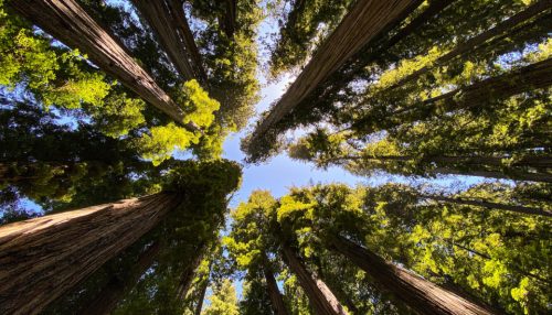 Sequoia tree