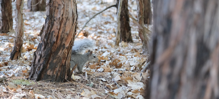 White squirrel in Sequoia & Kings Canyon National Parks in one of California's National Parks 